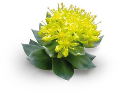 extract de rhodiola - antistres