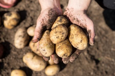 Cartofii organici sunt mai sanatosi