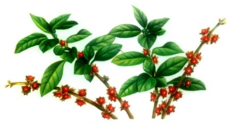 anduranta mai multa cu extract de ashwagandha 