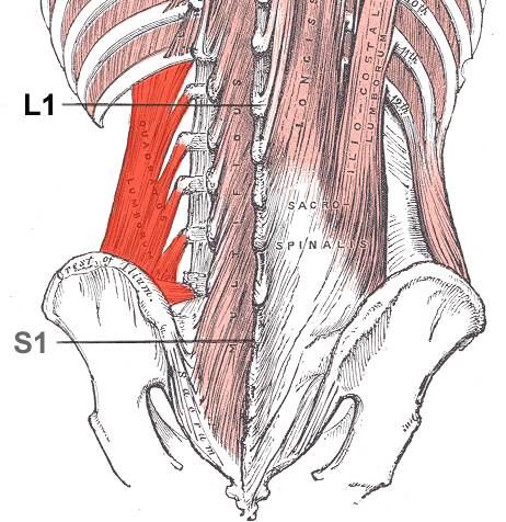 implicarea muschilor in pedalat