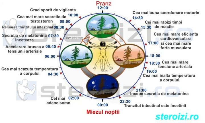 Grafic cronotip - cand sa faci antrenamentele