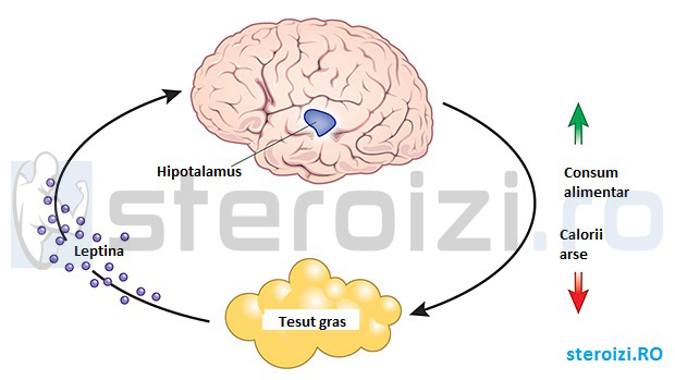 Felul in care actioneaza leptina