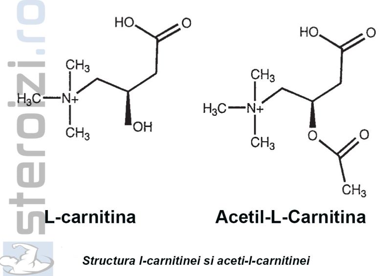 diferenta structurala dintre l-carnitina si acetil-l-carnitina