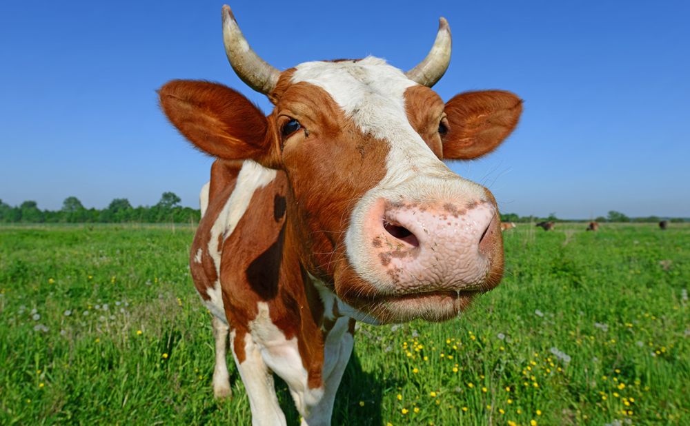 Untul din lapte de la vaci crescute cu iarba este mai benefic