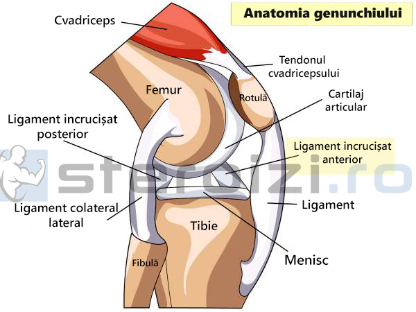 anatomia genunchiului - ligamente
