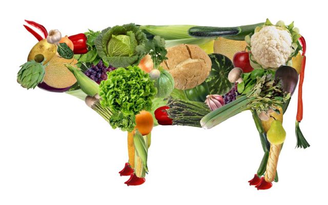 vegetarienii gresc in privinta carnii si produselor animale 