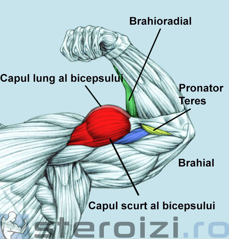 capetele bicepsului