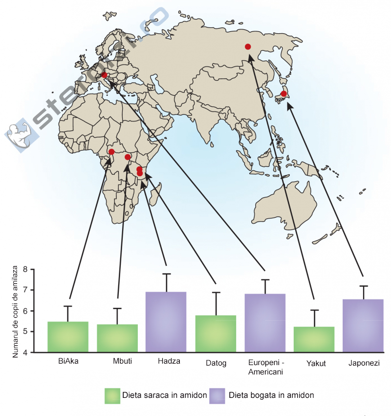 copiile de amilaza din 7 regiuni ale globului