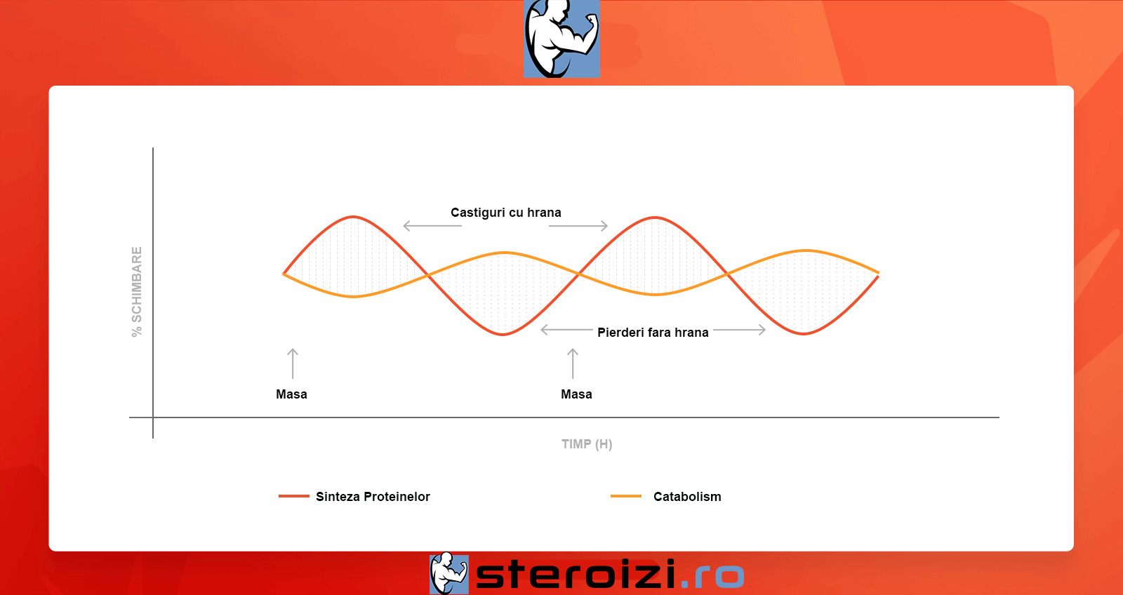 cilcu proteic si anabolic