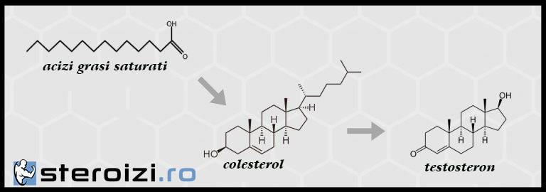 poza grasimi saturate testosteron