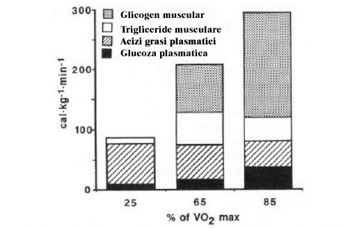 grafic utilizare energie muschi