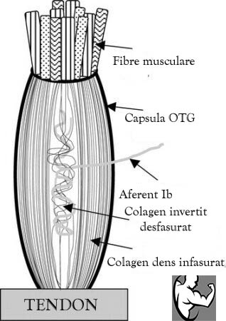 tendon golci