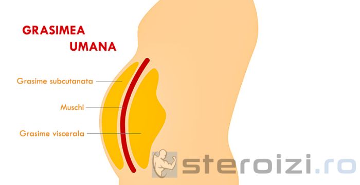 tipuri de grasime viscerala